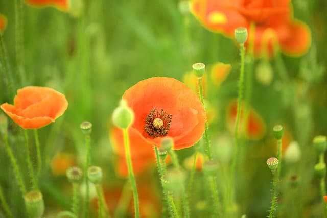 7 astuces pour cultiver un jardin vertical chez soi